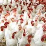 أسعار الفراخ في مصر