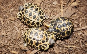 ذكر سلحفاة يُرزق بثلاثة صغار 