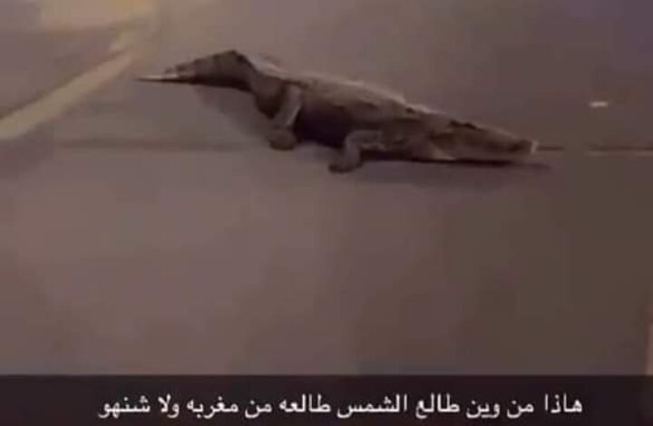 تمساح السعودية