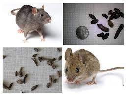 هل فضلات الفئران نجسة ويجب التطهر منها؟