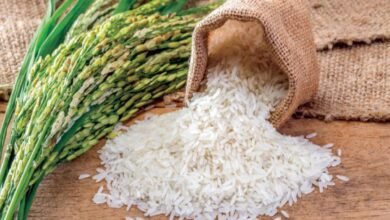 سعر الأرز