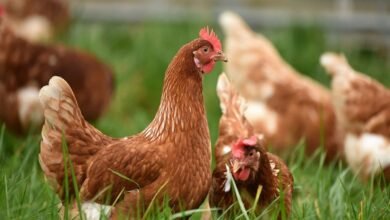 سعر الفراخ اليوم