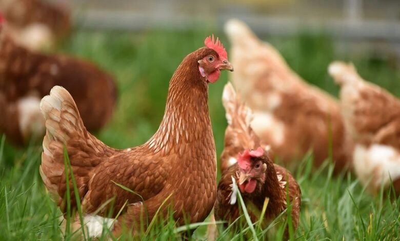 سعر الفراخ اليوم