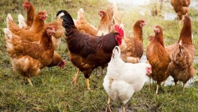 سعر الفراخ اليوم