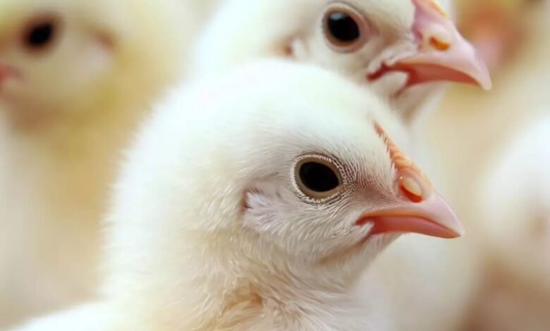 سعر الكتكوت الأبيض