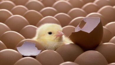 سعر الكتكوت الأبيض