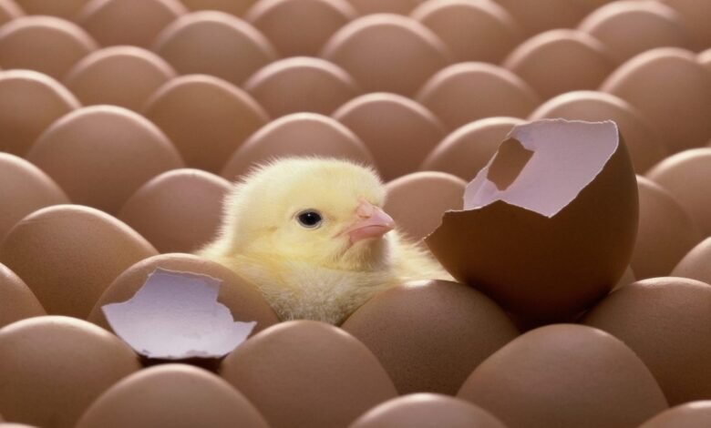 سعر الكتكوت الأبيض