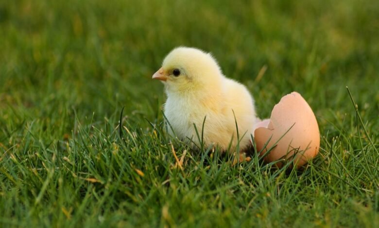 سعر الكتكوت الأبيض