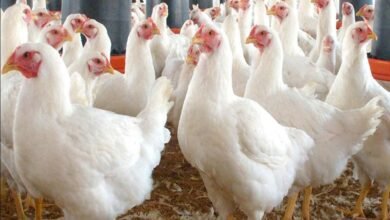 سعر الفراخ اليوم