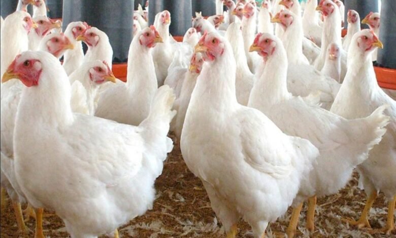 سعر الفراخ اليوم