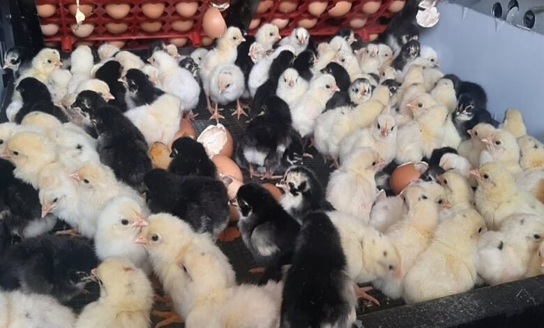 سعر الكتكوت الأبيض