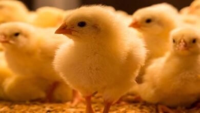 سعر الكتكوت الأبيض