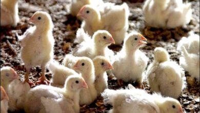 سعر الكتكوت الأبيض