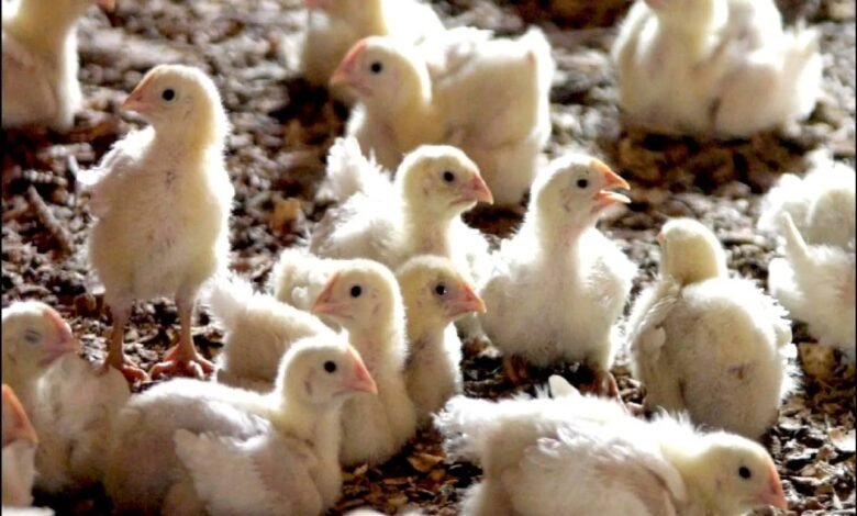 سعر الكتكوت الأبيض