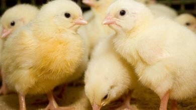 سعر الكتكوت الأبيض