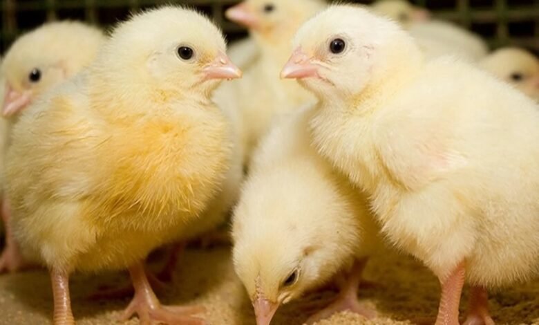 سعر الكتكوت الأبيض