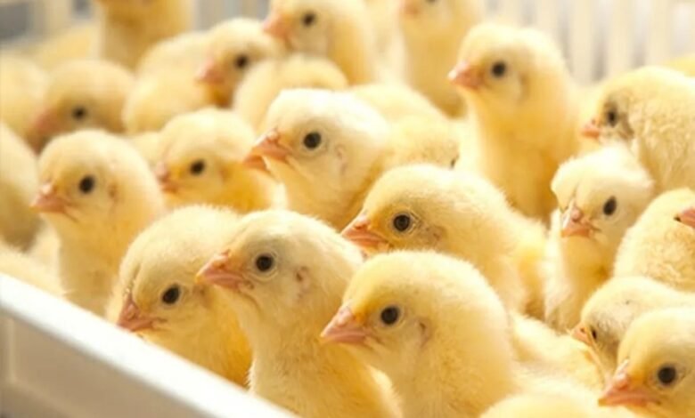 كتاكيت بيضاء