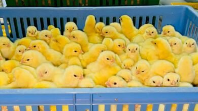 سعر الكتكوت الأبيض