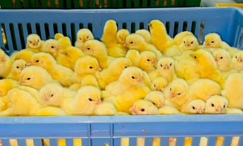 سعر الكتكوت الأبيض